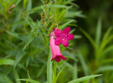 Canlı eflatun Penstemon hybr 'in yakın plan görüntüsü. Garnet, aynı zamanda sakal dili olarak da bilinir, yazın açan tüp çiçeklerini gösterir..
