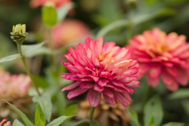 Katmanlarını yaz taçyaprakları renginde gösteren pembe çifte zinyanın yakın çekimi. 