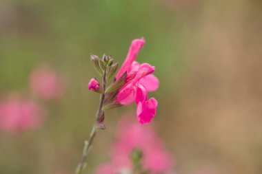 Autumn Sage 'in narin pembe çiçekleri arıları ve kelebekleri çeker. Rengi ve kokusuyla ödüllendirilmiş uzun süredir açan bir süs bitkisi..