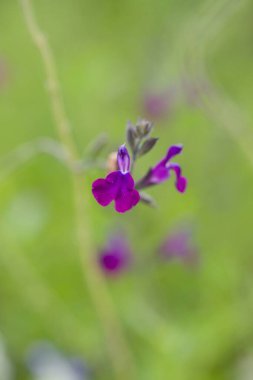 Autumn Sage 'in canlı mor çiçekleri bahçeyi uzun soluklu renklerle aydınlatır. Arılar ve kelebekler tarafından sevilen nektar zengini çiçekleri için.