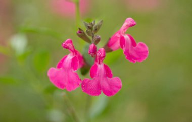 Autumn Sage 'in narin pembe çiçekleri arıları ve kelebekleri çeker. Rengi ve kokusuyla ödüllendirilmiş uzun süredir açan bir süs bitkisi..