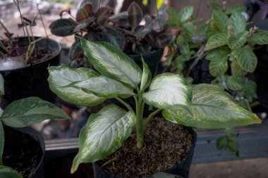 aglonema silver queen ornamental plant