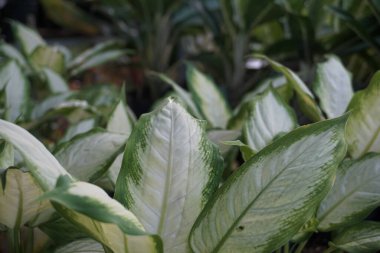 aglonema silver queen ornamental plant