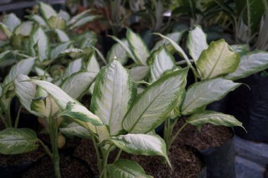 aglonema silver queen ornamental plant