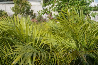 palm type ornamental plant that serves to cool the atmosphere of the room