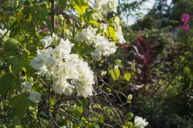 assorted colorful paper flowers in the flower garden