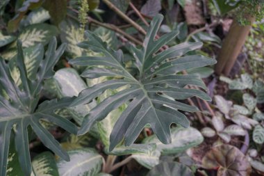 monstera kind of ornamental plant