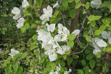assorted colorful paper flowers in the flower garden