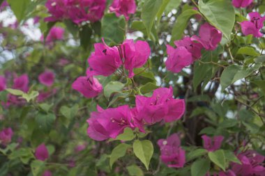 assorted colorful paper flowers in the flower garden