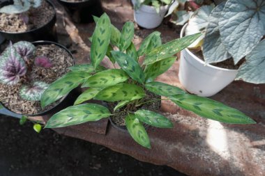 begonia tiger ornamental plant that has a unique leaf shape