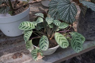 begonia tiger ornamental plant that has a unique leaf shape