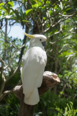 Lombok Vahşi Yaşam Parkı 'nda çeşitli kuş türleri bulunabilir.