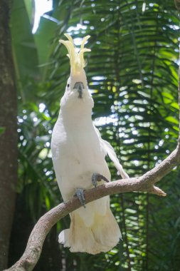 Lombok Vahşi Yaşam Parkı 'nda çeşitli kuş türleri bulunabilir.