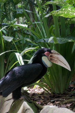 Lombok Vahşi Yaşam Parkı 'nda çeşitli kuş türleri bulunabilir.