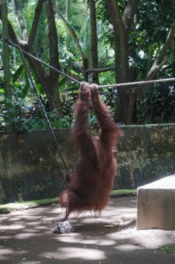 Lombok Vahşi Yaşam Parkı 'ndaki Orangutan türleri