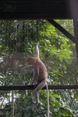 Lombok Vahşi Yaşam Parkı 'nda bir çift hortum maymunu..