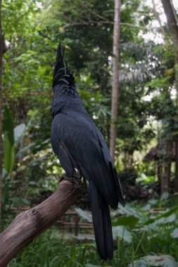 Lombok Vahşi Yaşam Parkı 'nda çeşitli kuş türleri bulunabilir.