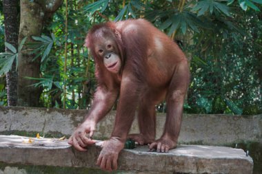 Lombok Vahşi Yaşam Parkı 'ndaki Orangutan türleri