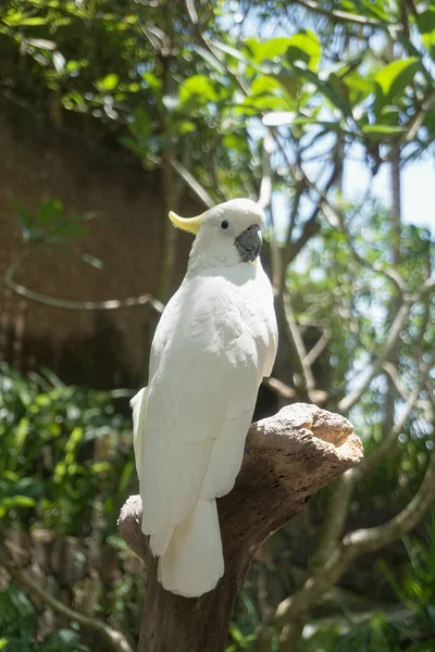 Różne Rodzaje Ptaków Można Znaleźć Parku Dzikiej Przyrody Lombok — Zdjęcie stockowe