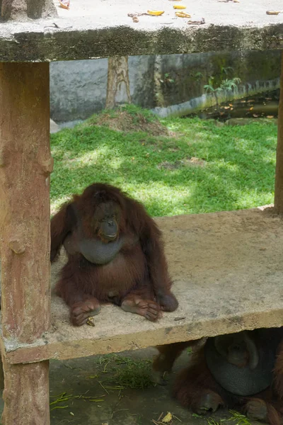 Espécie Orangotango Parque Vida Selvagem Lombok — Fotografia de Stock