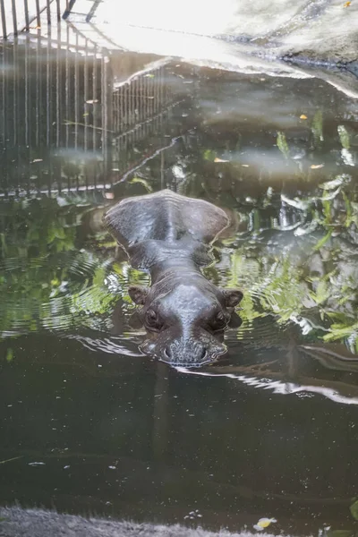 stock image Hippopotamus Showing Big Jaws and Teeth in lombok wildlife park