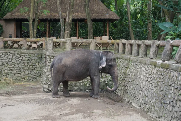Des Éléphants Asie Trouvés Dans Parc Animalier Lombok — Photo