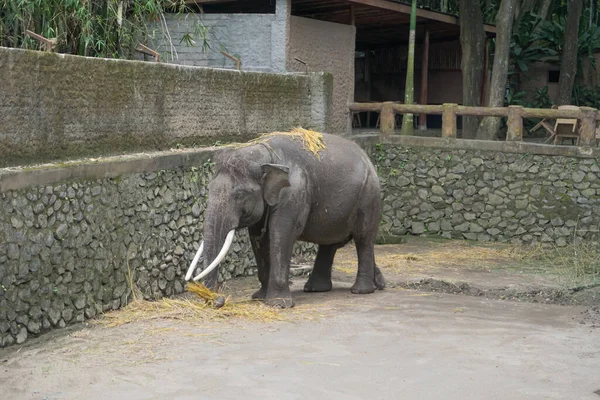 Des Éléphants Asie Trouvés Dans Parc Animalier Lombok — Photo