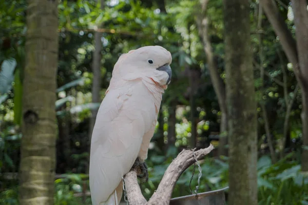 Природному Парку Ломбок Можна Побачити Різні Види Птахів — стокове фото