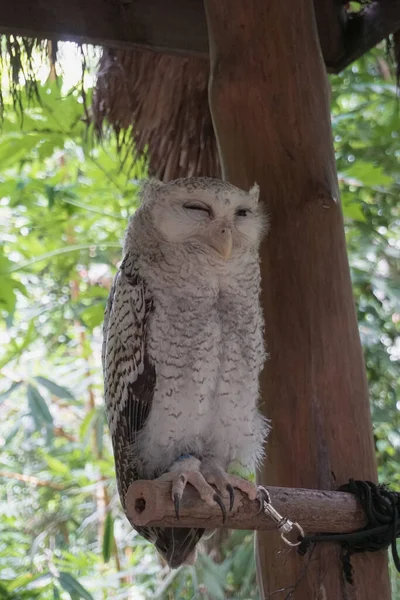 Olika Typer Fåglar Kan Hittas Lombok Wildlife Park — Stockfoto