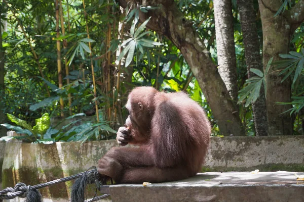 Espécie Orangotango Parque Vida Selvagem Lombok — Fotografia de Stock