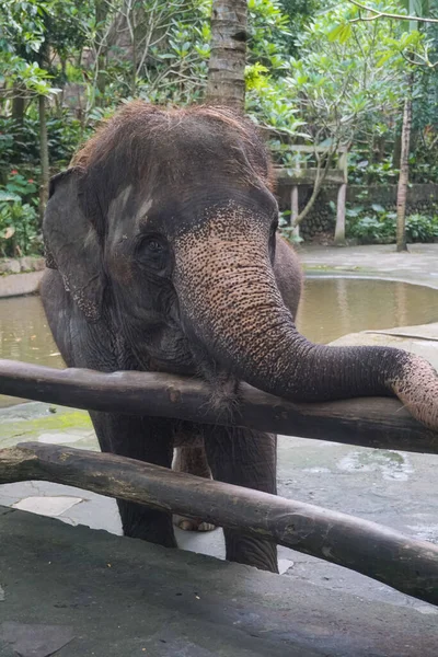 Jeden Słoni Azjatyckich Znalezionych Parku Dzikiej Przyrody Lombok — Zdjęcie stockowe