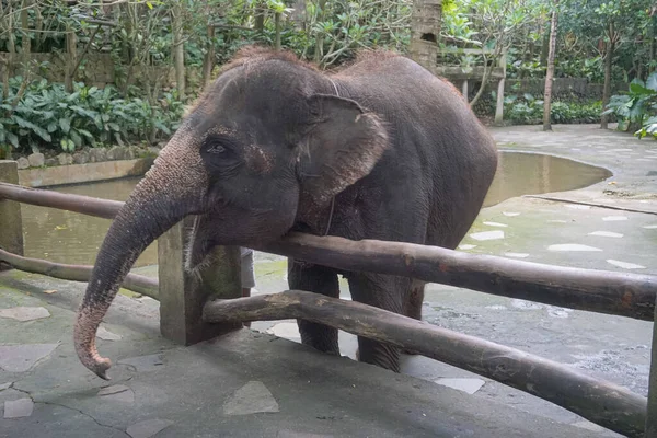 Uno Degli Elefanti Che Possono Interagire Direttamente Con Visitatori Del — Foto Stock