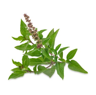 Taze bitkiler. Beyaz arkaplanda yeşil fesleğen izole edildi