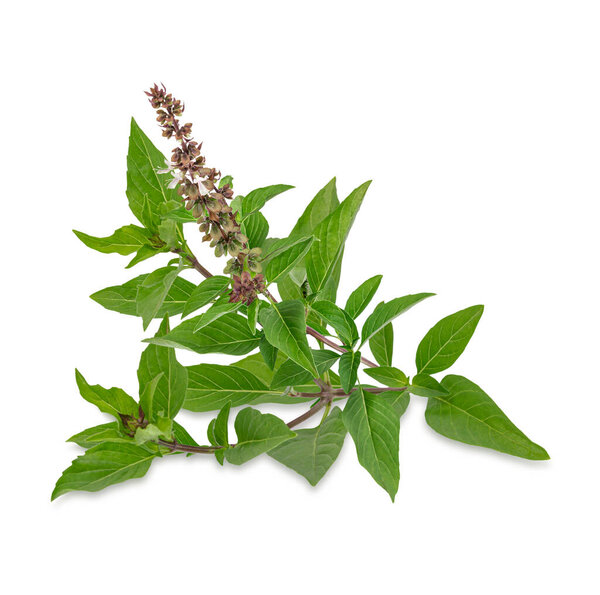 Свежие травы. Зеленый базилик на белом фоне