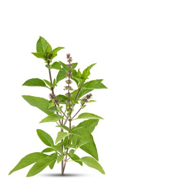 Taze bitkiler. Beyaz arkaplanda yeşil fesleğen izole edildi