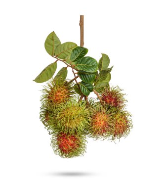 Beyaz arkaplanda yaprakları olan bir grup Rambutan.