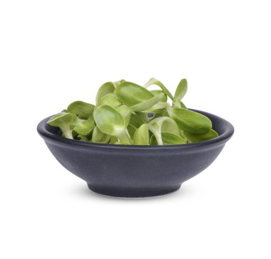 Siyah fincanda taze yeşil ayçiçeği. Beyaz arka planda izole edilmiş.