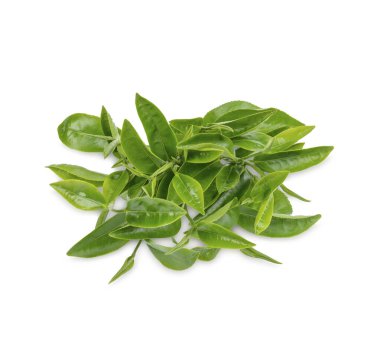 Beyaz arkaplanda yeşil çay yaprakları