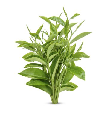 Beyaz arkaplanda yeşil çay yaprakları