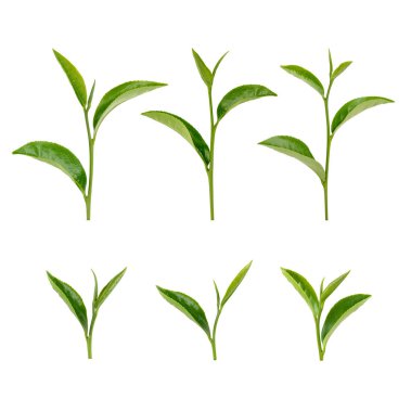 Beyaz arkaplanda yeşil çay yaprakları