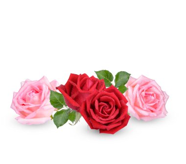 Kırmızı ve pembe gül, beyaz sırtüstü su damlalarıyla izole edilmiş.