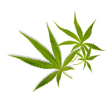 Tıbbi kullanım için marihuana ağaçları beyaz arka planda ayrı ayrı izole edilir.