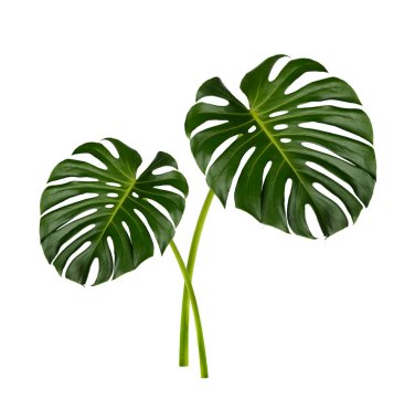 Monstera yaprakları beyaz arkaplanda yalıtılmış