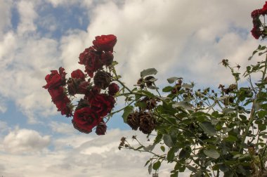 Kırmızı güller bulutlu arkaplanlarıyla güzeldir.