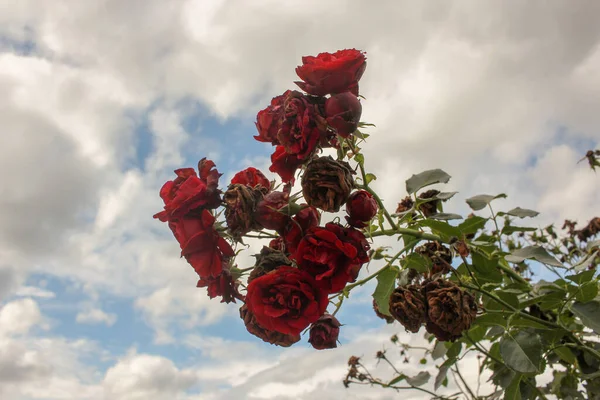 Einige Der Letzten Rosen Des Sommers Und Ein Bedeckter Hintergrund — Stockfoto