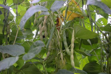 verimli bir vadide yetişen organik fasulyeler.