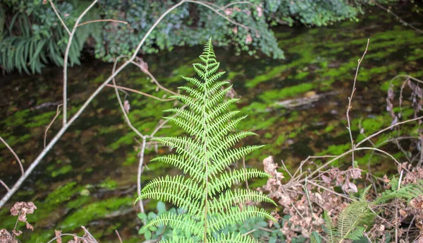 Inspirierende Wildpflanzen Die Ufer Eines Baches Wachsen — Stockfoto