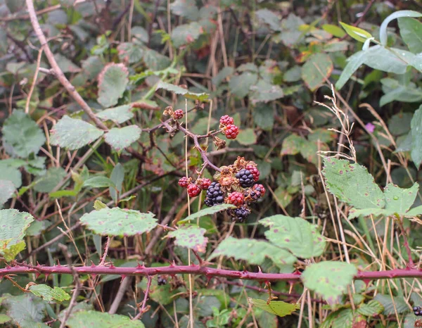 自然界中的红色黑莓和黑色黑莓 — 图库照片
