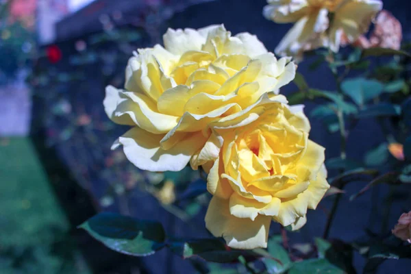Nyári Sárga Rózsák Nőnek Kertemben — Stock Fotó