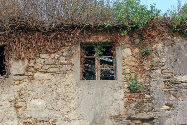 Doğayla Dolu Eski Evin Penceresi — Stok fotoğraf